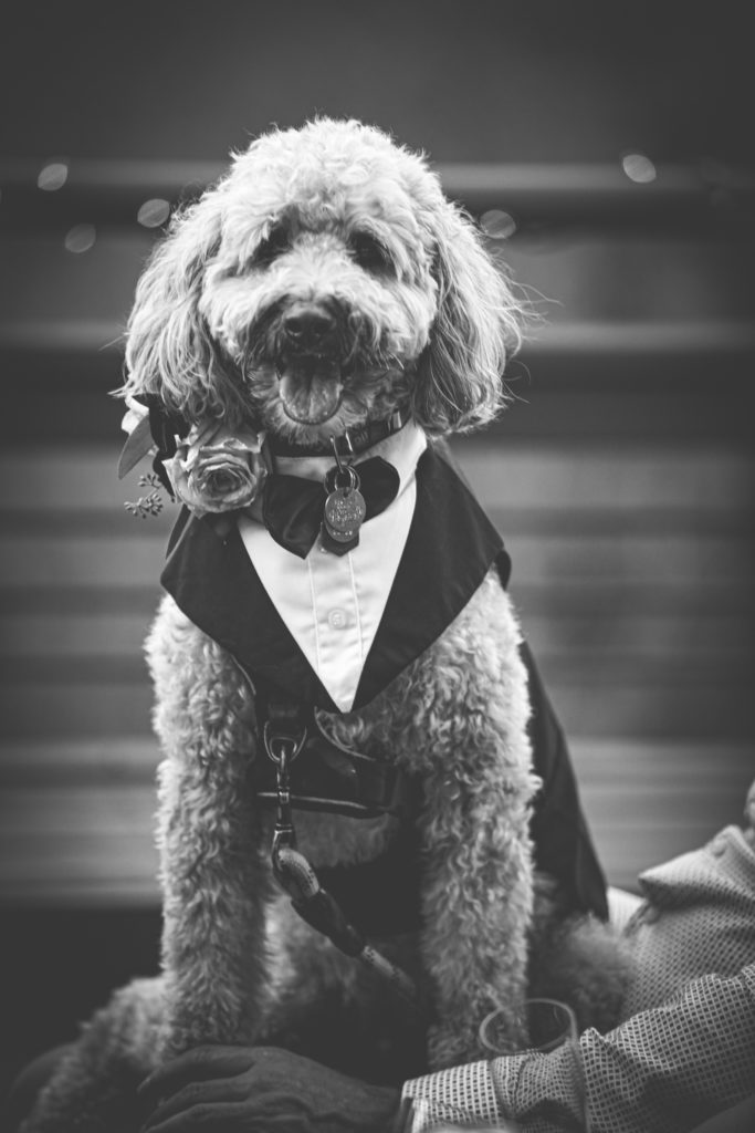 Asheville Wedding dog photos