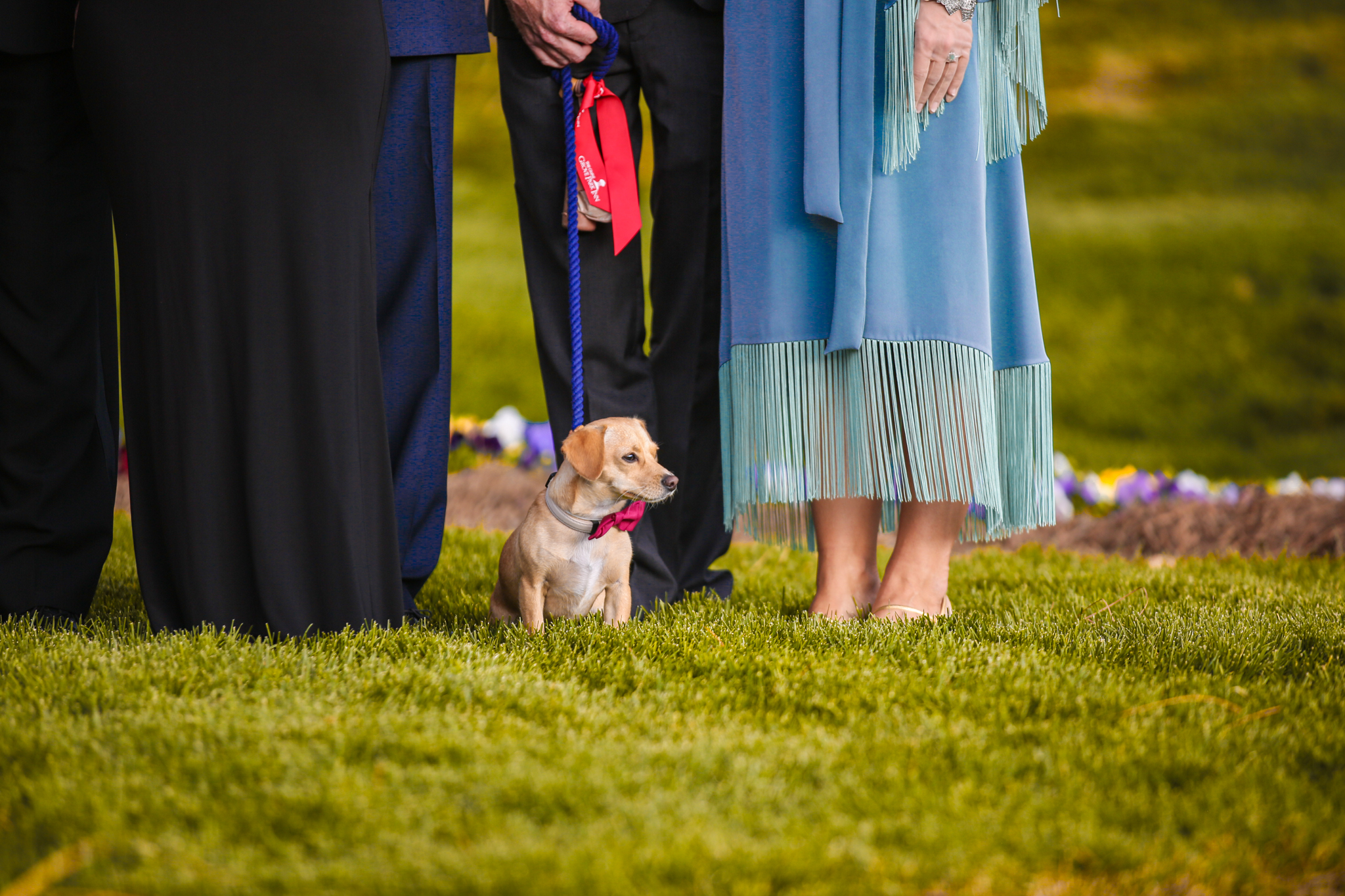 A dog wears a bow tie at a wedding in Asheville, North Carolina at the Grove Park Inn.. 