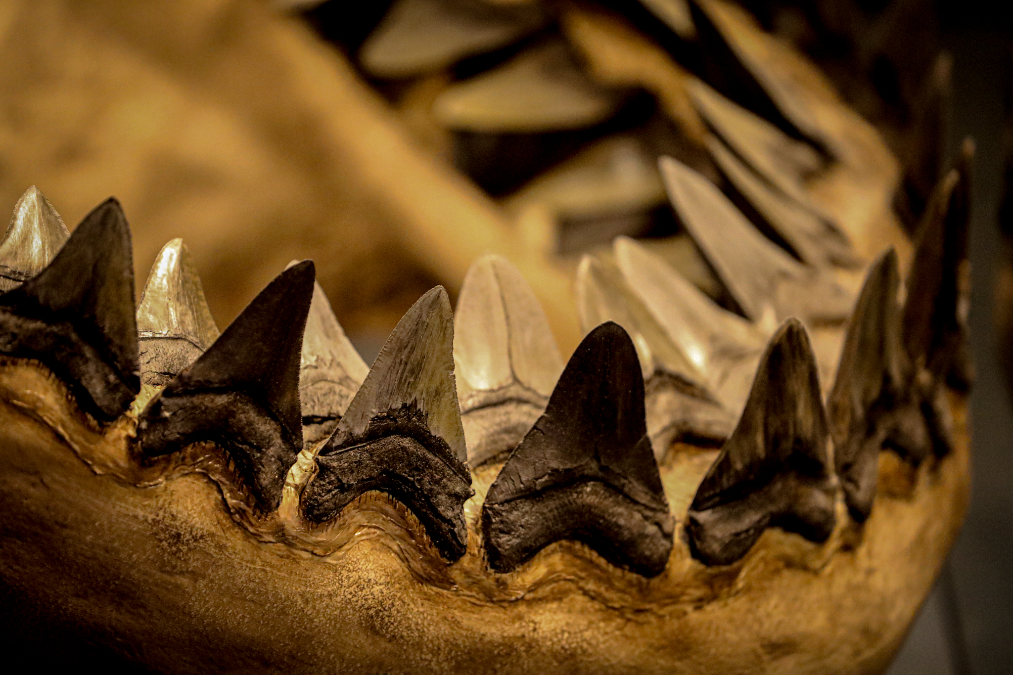 Shark teeth are photographed at the aquarium at fort fisher. 