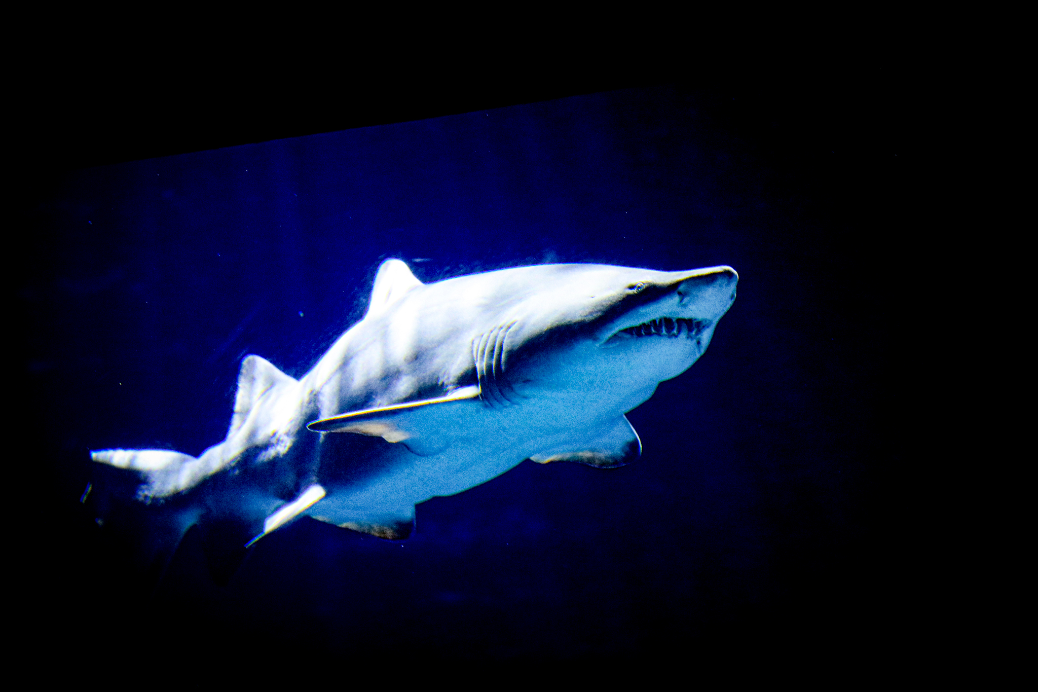 The Nc Aquarium at Fort Fisher ids a wonderful place to see sharks. 